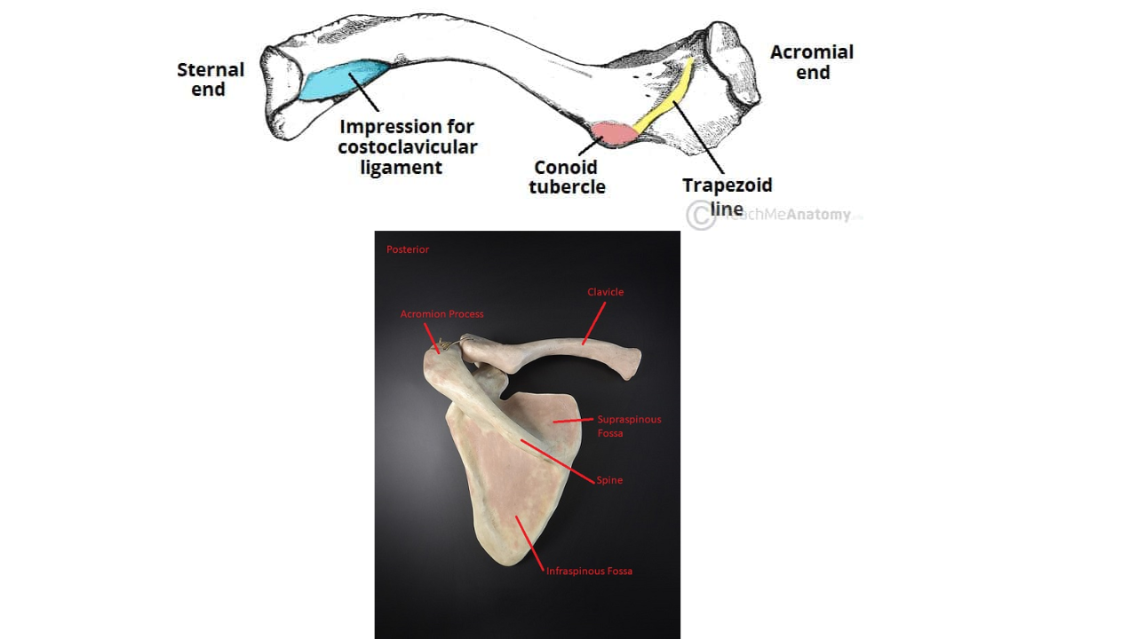 <p>Lateral 1/3 of clavicle, Acromion Process Spine of the Scapula</p>