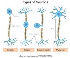 <p>multipolar neuron</p>