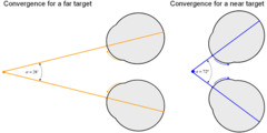 <p>A binocular cue for perceiving depth; the extent to which the eyes move inward when looking at an object</p>