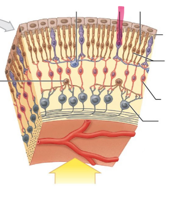 term image