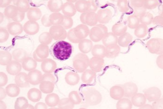 <p><span style="background-color: rgba(0, 0, 0, 0); line-height: 19.7625px;">What is the species in this photo? </span></p>