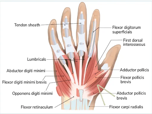 <ul><li><p>extends between the hamate and 5th metacarpal to help with flexion, lateral rotation, and opposition of the little finger which is important for grip</p></li></ul><p></p><p>origin → hook of hamate bone, flexor retinaculum</p><p>insertion → ulnar aspect of metacarpal bone 5</p><p>action → finger flexion, finger lateral rotation/opposition at carpometacarpal joint 5</p><p>innervation → deep branch of ulnar nerve (C8, T1)</p><p>blood supply → deep palmar branch of ulnar artery, deep palmar arch</p>