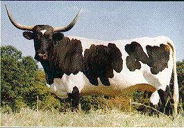 <p>Beef breed descended from Columbus's stock drought-tolerant with horns spreading over 4 feet.</p>