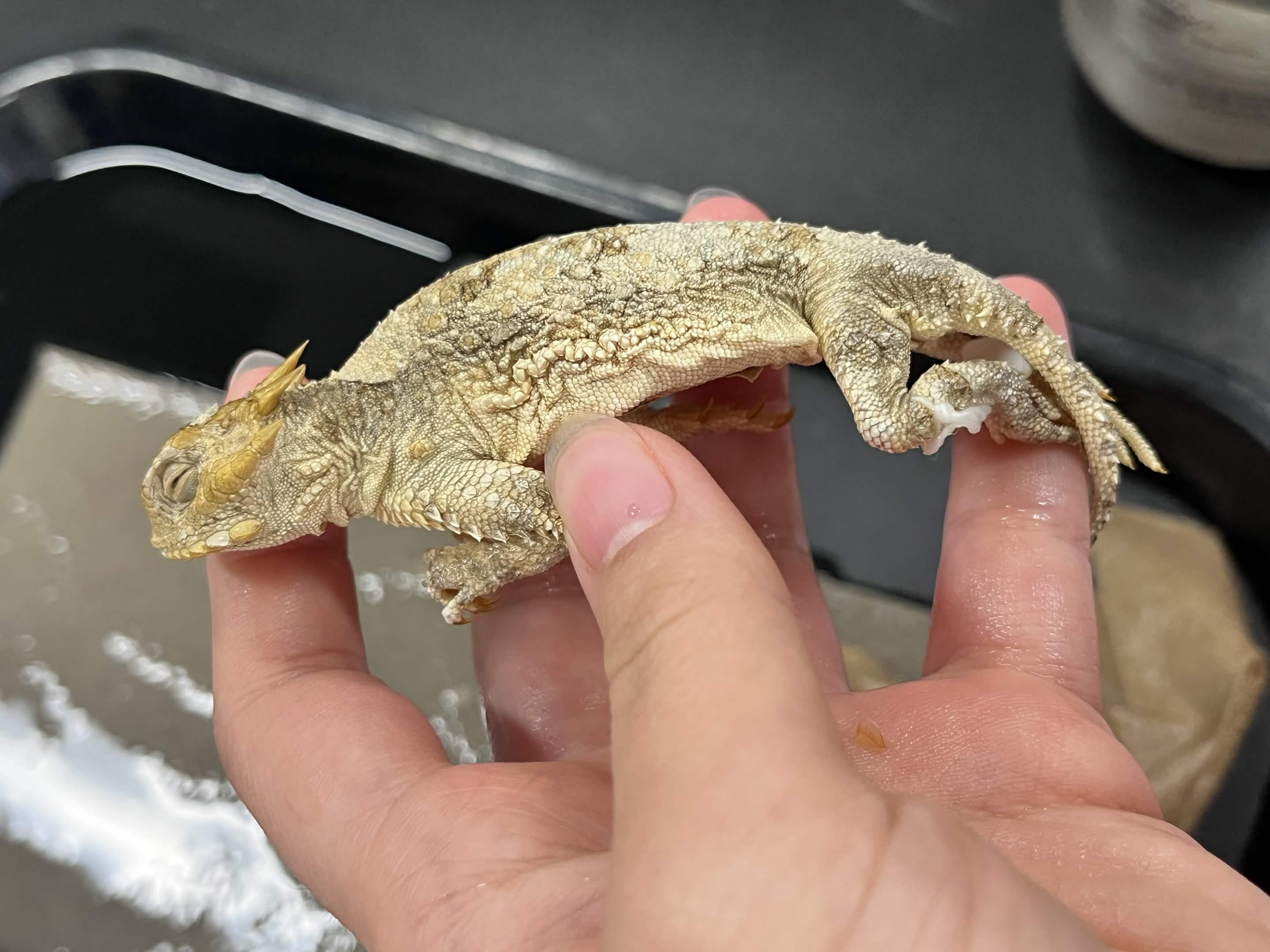 <p>Family + Species?</p><ul><li><p><strong>1 row of spikes</strong></p></li><li><p><strong>1 fringe (chin)</strong></p></li></ul><p></p>