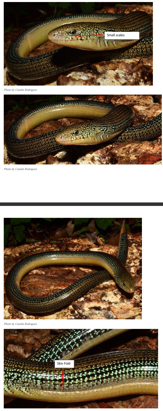 <p>Order: Squamata</p><p>Suborder: Lacertilia</p>