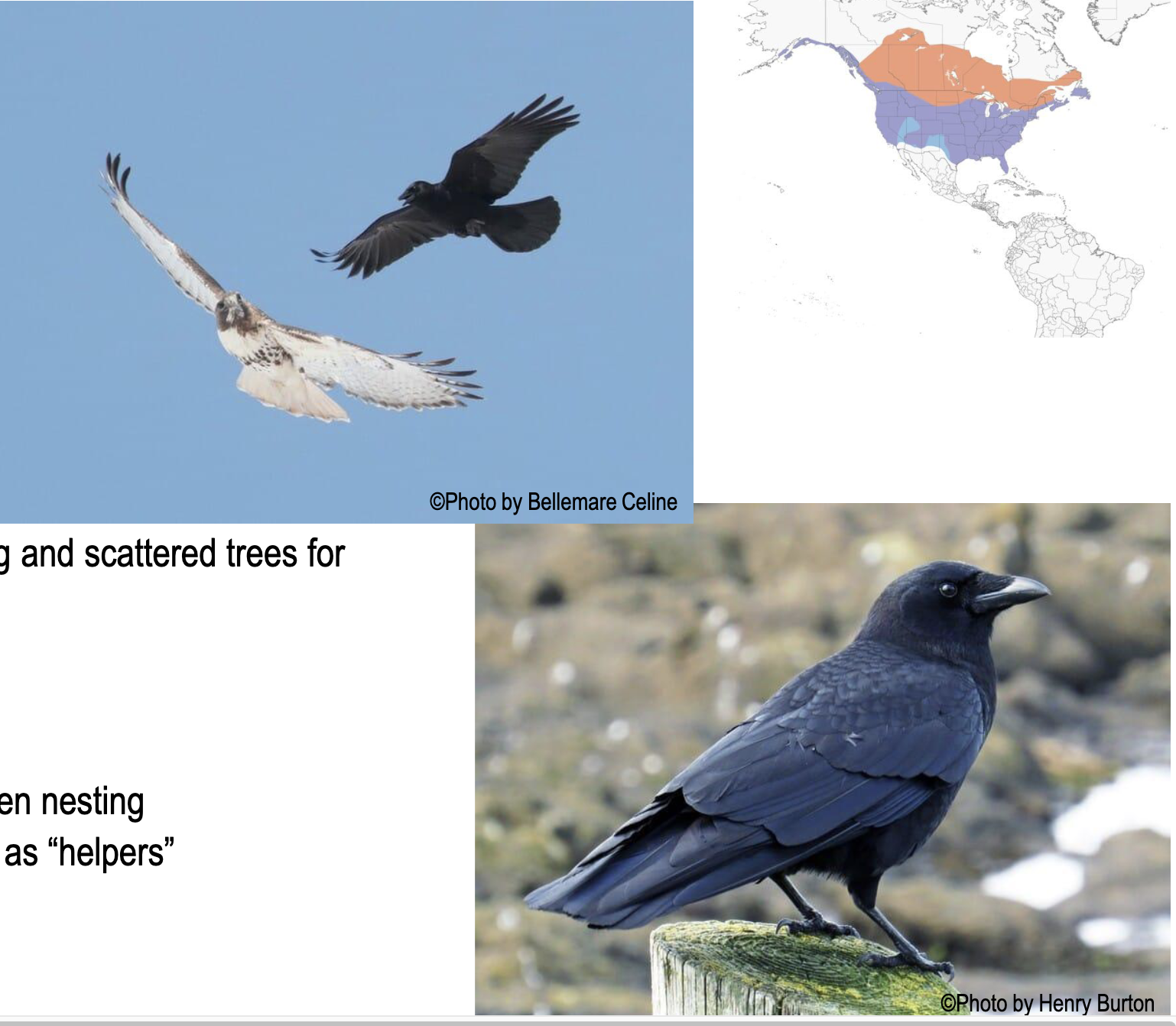<p>Who is this?</p><p>⢠All black with stout glossy black bill</p><p>⢠Short and rounded or square-shaped tail</p><p>⢠Tips of folded wings often do not reach tail</p>