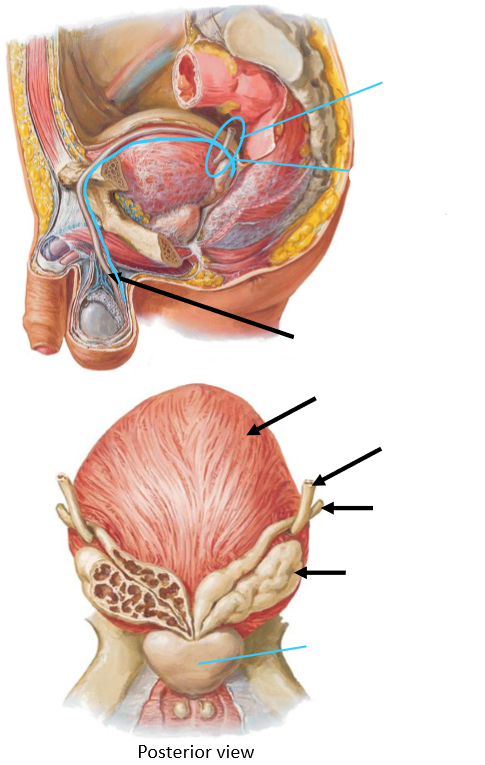 <p>Label the following diagram</p>