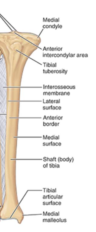 <ul><li><p>larger, medial, weight-bearing bone </p></li><li><p>articulates w/</p><ul><li><p>femur (proximal)</p></li><li><p>fibula (prox & dist)</p></li><li><p>talus (distal)</p></li></ul></li><li><p>connected to fibula via interosseous membrane on shaft</p></li></ul><p></p>