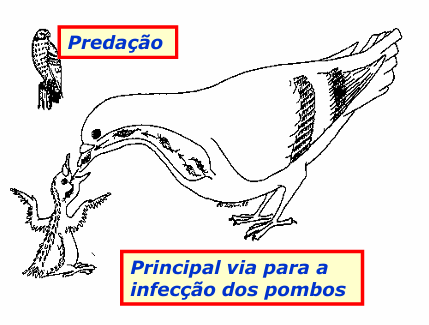 <ul><li><p>predação </p></li><li><p>alimentos/água contaminada com salive regurgitada <span style="color: rgb(255, 49, 49);">há pouco tempo </span></p></li></ul><p></p>
