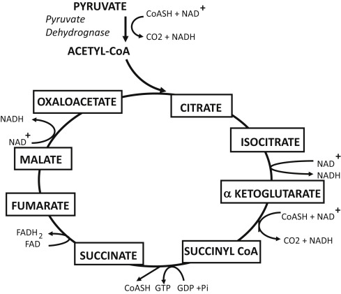 <p>How are fatty acid synthesis and TCA cycle tightly linked </p>