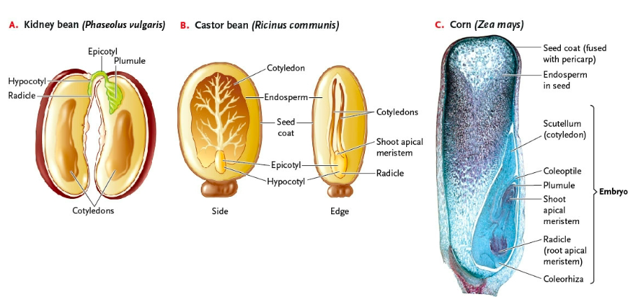 <ul><li><p><span style="color: green;">dicot</span> - characterized by seeds that produces <span style="color: green;">cotyledons</span> upon germination</p><ul><li><p>cotyledons - as seed germinates it will break down food storage for growth of embryo </p><ul><li><p>can have 1 or 2 </p></li></ul></li></ul></li></ul><p></p>
