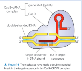 <p></p><ul><li><p><span style="background-color: transparent; font-family: "Comic Sans MS", sans-serif;">Finds specific base sequences in genome using guide RNA (gRNA) bound to it.<em> Made of a spacer and repeat</em></span></p></li></ul><ul><li><p><span style="background-color: transparent; font-family: "Comic Sans MS", sans-serif;">Spacer forms a base sequence at 5’ end of gRNA which is complementary to target DNA being searched for. </span></p></li></ul><p></p><ul><li><p><span style="background-color: transparent; font-family: "Comic Sans MS", sans-serif;">Repeat forms other parts of gRNA generating loops and distinctive molecular shape that promotes binding to Cas9. </span><br></p></li></ul><ul><li><p><span style="background-color: transparent; font-family: "Comic Sans MS", sans-serif;">Cas9 moves along DNA molecule, uncoiling it and bringing DNA adjacent to variable base sequence of gRNA.</span><br></p></li></ul><ul><li><p><span style="background-color: transparent; font-family: "Comic Sans MS", sans-serif;">Cas9 contains two endonucleases - if target sequence is recognised, endonucleases cut one sugar-phosphate bond in each strand forming double-strand break in target DNA.</span><br></p></li></ul><ul><li><p><span style="background-color: transparent; font-family: "Comic Sans MS", sans-serif;">This how prokaryotes recognise & destroy foreign DNA – especially viral DNA.</span></p></li></ul><p></p>