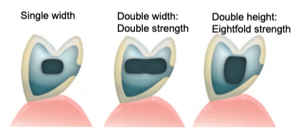 <p>f) 8x -- eightfold strength</p>