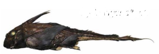 <p>.familia </p><p>Especies</p>