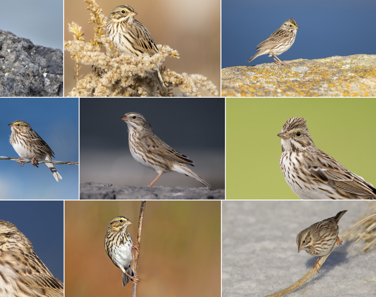 <p>look at eye area</p>