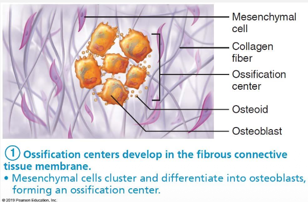 <ul><li><p>Begin in fibrous membrane, made up of mesenchyme</p></li><li><p>Mesenchymal cells cluster &amp; change into osteoblasts </p></li><li><p>This is now called the <strong><u>ossification center</u></strong></p></li></ul><p></p>