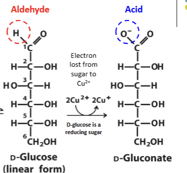 <p>Aldose groups can be oxidized in solutions of Cu<sup>2+ </sup>or Fe<sup>3+</sup> to form a carboxyl group at carbon 1 (aldehyde to an acid). This can only occur in the linear form. </p>