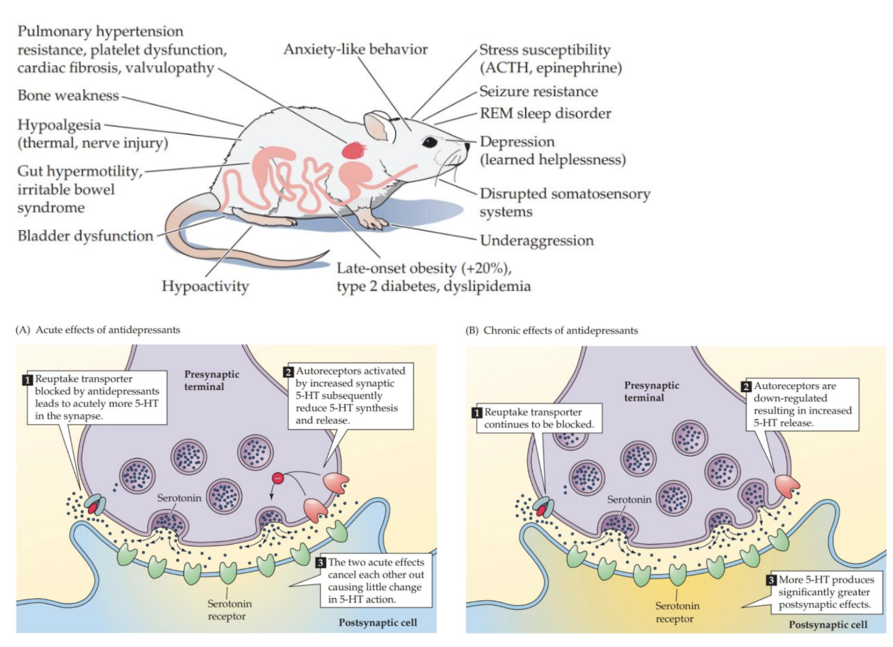 <ul><li><p>Occurs via the 5-HT transporter (SERT)</p></li><li><p>SERT knockout mice have many anatomical, physiological + psychological anomalies</p></li><li><p>SERT is the principal target of <strong>selective serotonin reuptake inhibitors</strong> (SSRIs, such as fluoxetine), the first-line drugs for treating depression</p></li></ul><div data-type="horizontalRule"><hr></div><ul><li><p>picks up 5-HT from extracellular to intracellular space in cell</p></li><li><p>DNM list in image</p></li><li><p>many roles of 5-HT peripherally and centrally</p></li><li><p>SSRI but transporting (although name implies inhibitor)</p></li></ul><p></p>