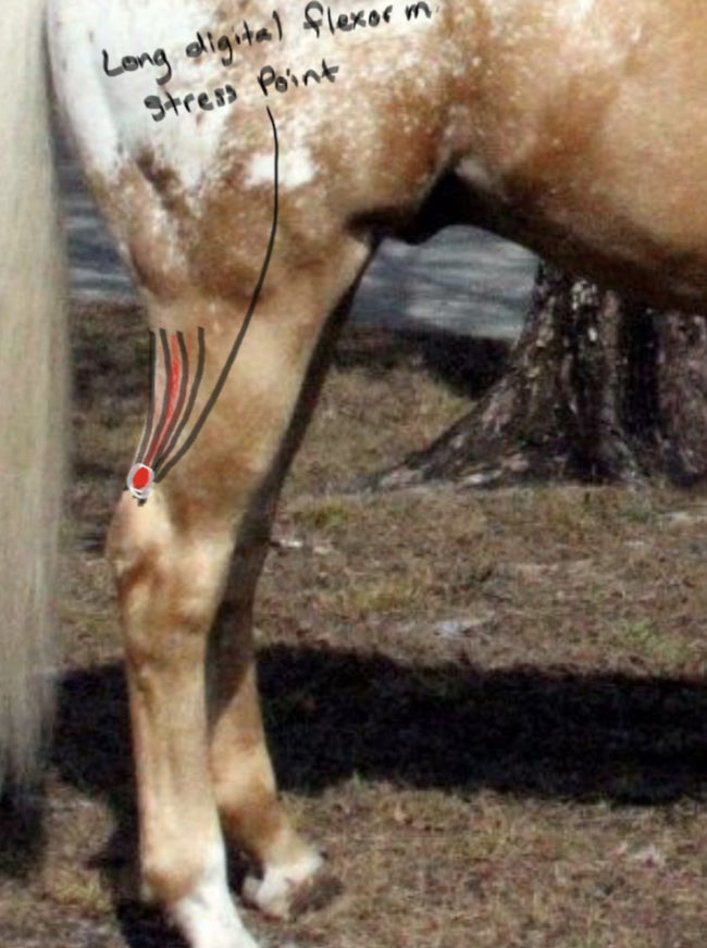 <p>Long Digital Flexor muscle; extends hock and flexes fetlock. </p>