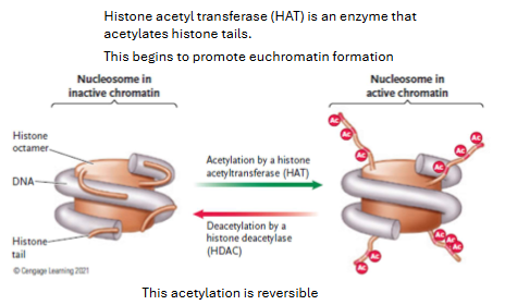 <p>Acetylation makes nucleosomes bind DNA less ___</p>