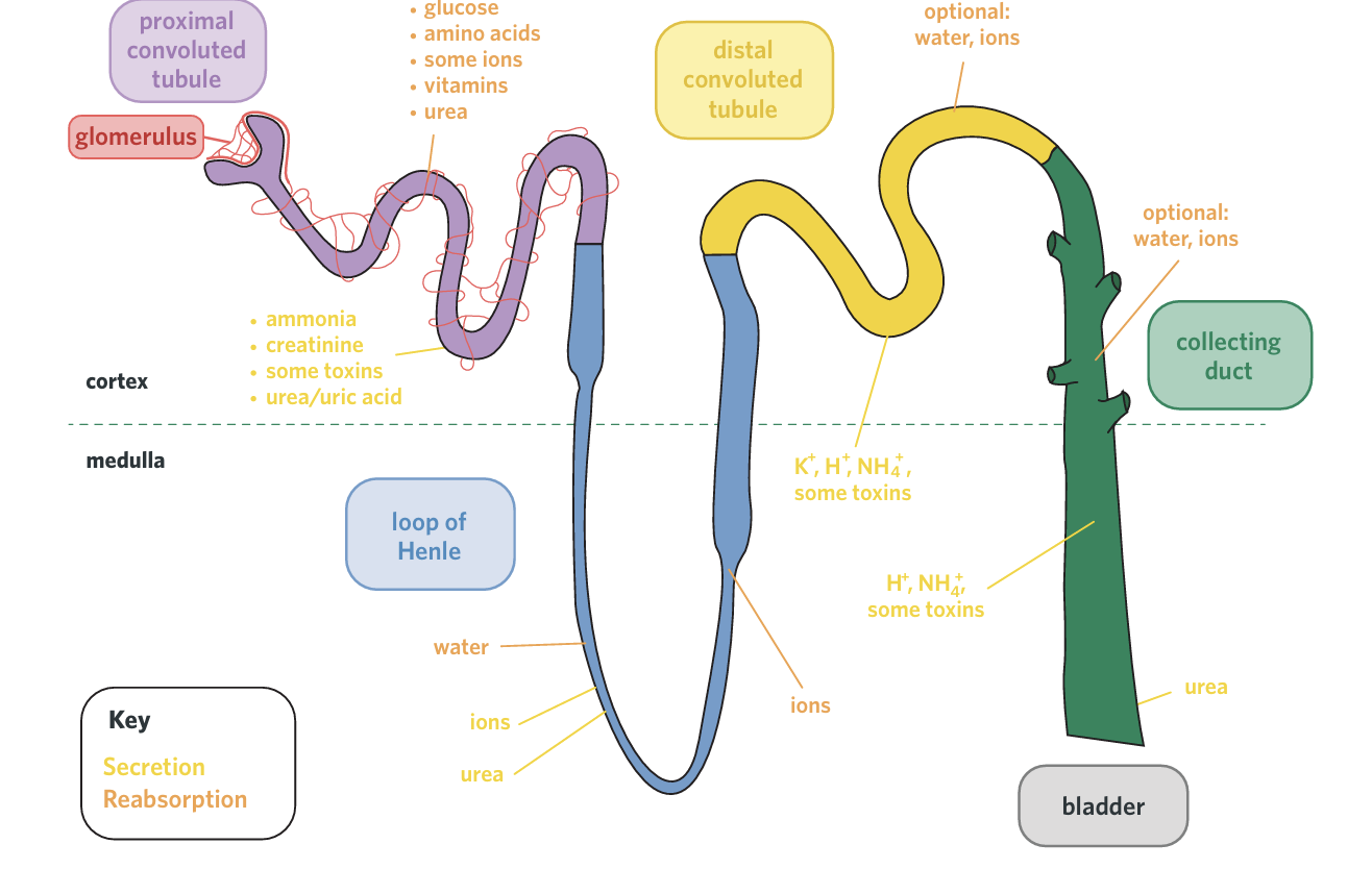 <p><span style="background-color: transparent;"><strong>Glomerulus → Bowman’s capsule → PCT → Loop of Henle → DCT → Collecting duct</strong></span></p><p></p><p></p>