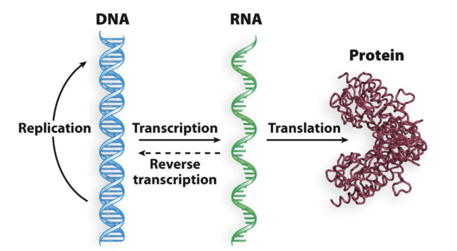 <p>DNA —(Transcription)—> RNA —(Translation)—> Protein</p>