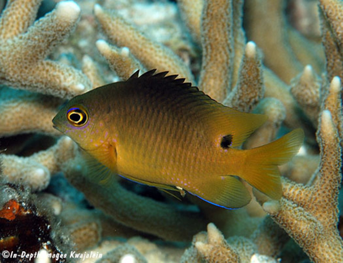 <p>Stegastes nigricans</p>