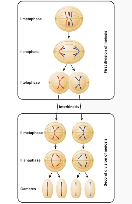 <p>What happens during metaphase II of meiosis?</p>