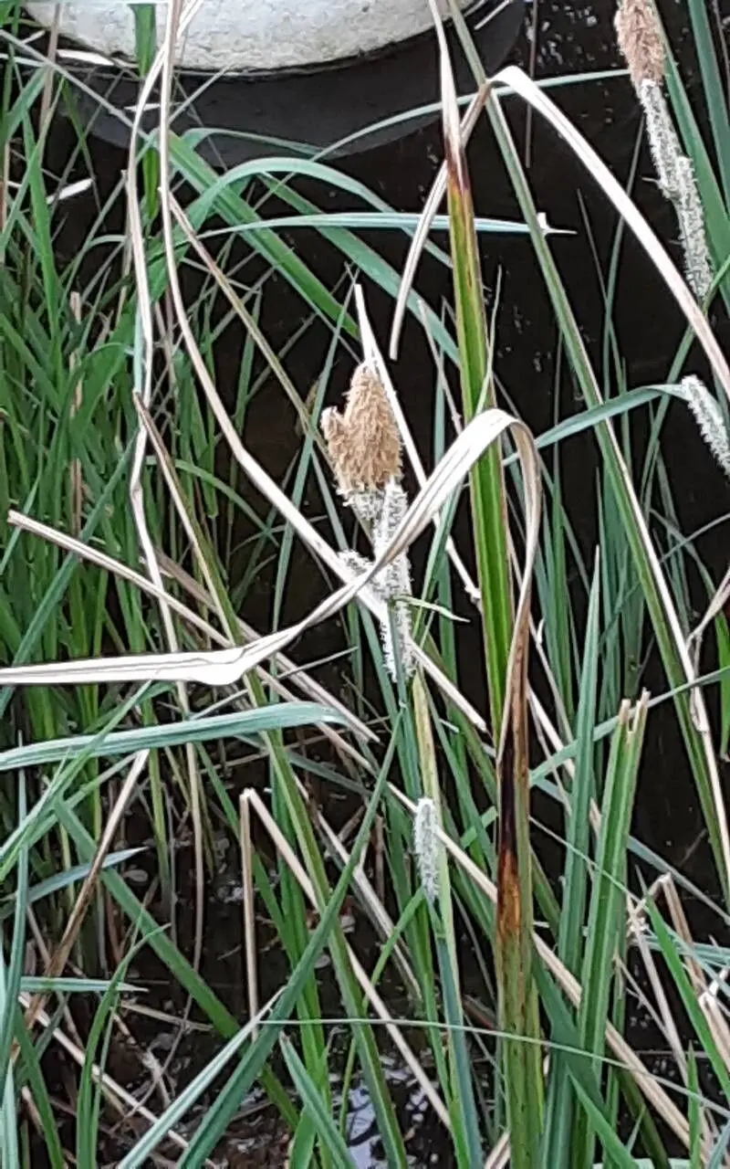 <p>WATER EDGE: narrower leaves, acute pointy ligule</p>