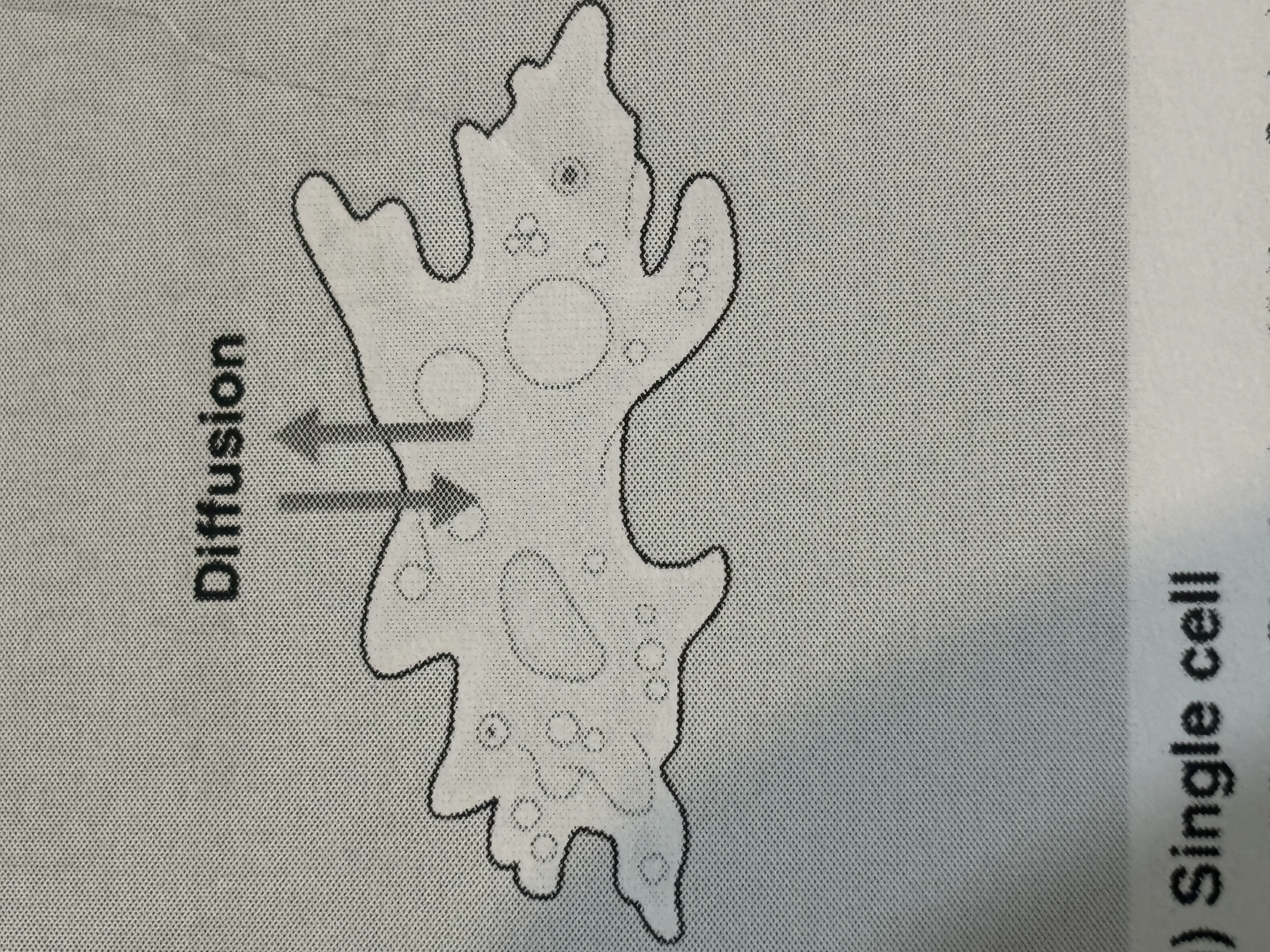 <p>porifera organization level </p>