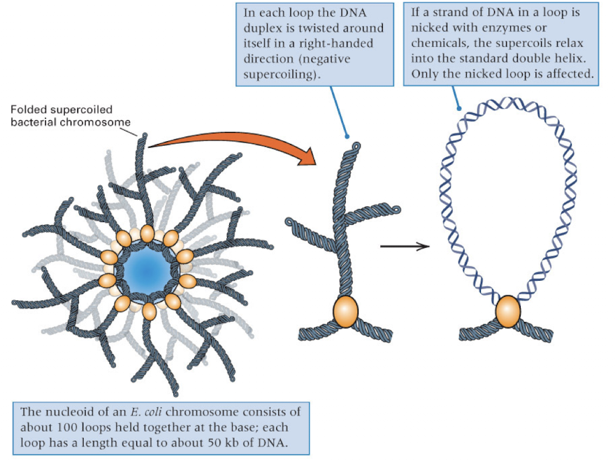 <p><strong>supercoiled loops</strong></p><p>each loop can be independently relaxed or condensed</p><p>four proteins (HU- wrapping, FIS and IHF- bending, HNS- compaction) involved in supercoiling into a higher order structure</p><p>EX: each loop of the DNA duplex is twisted around itself in a right handed direction- results in negative supercoiling</p><ul><li><p>supercoiling can only be relaxed when the loop is nicked (and only the nicked loop will be affected)</p></li></ul><p></p>