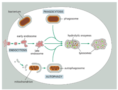 <ul><li><p>Single membrane bound small organelles</p></li><li><p>Only found in animal cells</p></li><li><p>Filled with hydrolytic enzymes (hydrolases) that function at pH 4-5</p></li><li><p>lysosomes are “garbage disposal system” of the cell</p></li><li><p>Degrade the endocytic materials, such as bacteria.</p></li><li><p>Process the damaged internal organelles, such as mitochondria.</p></li></ul><p></p>