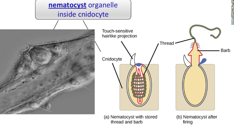 <p>aquatic sit and wait carnivores, ex: sea anemone</p><p>stinging tentacles around central mouth</p><p>cast prey with cnidocytes</p><p>nematocyst organelle inside cnidocyte</p>