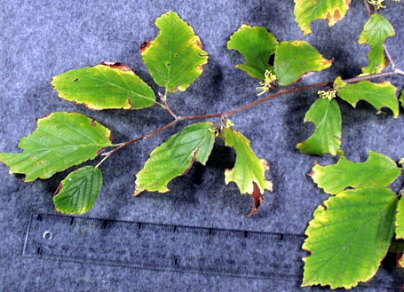 <p>scientific name</p>