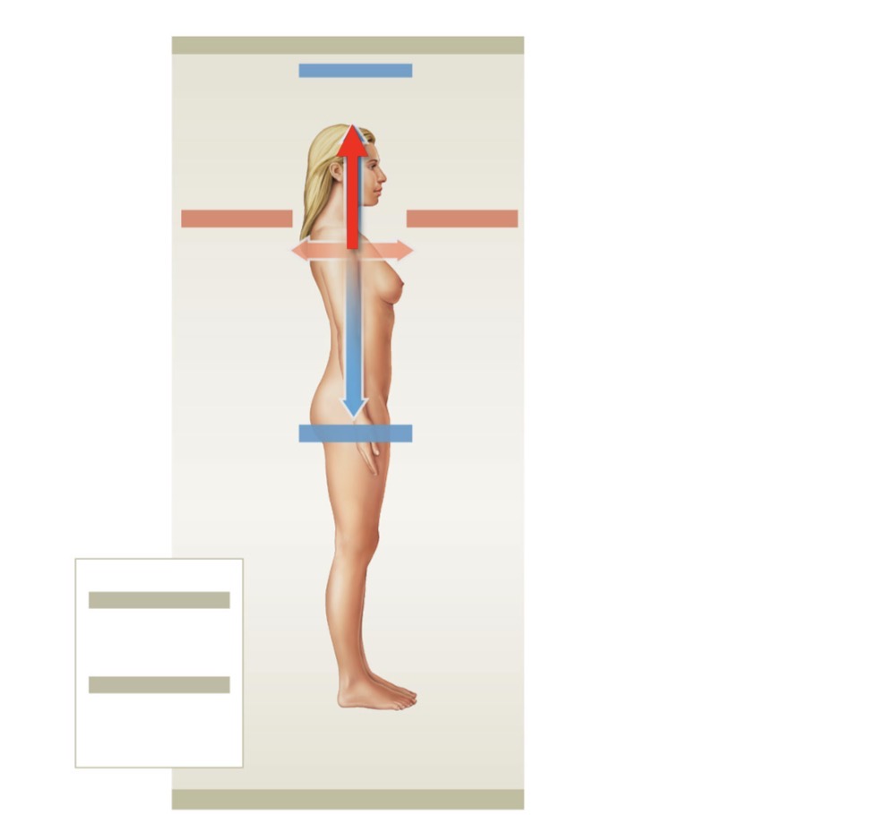 <p>Name the directional term (toward the head or upper part of structure)</p>