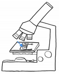 <p>Protects the specimen from the objective lenses</p>