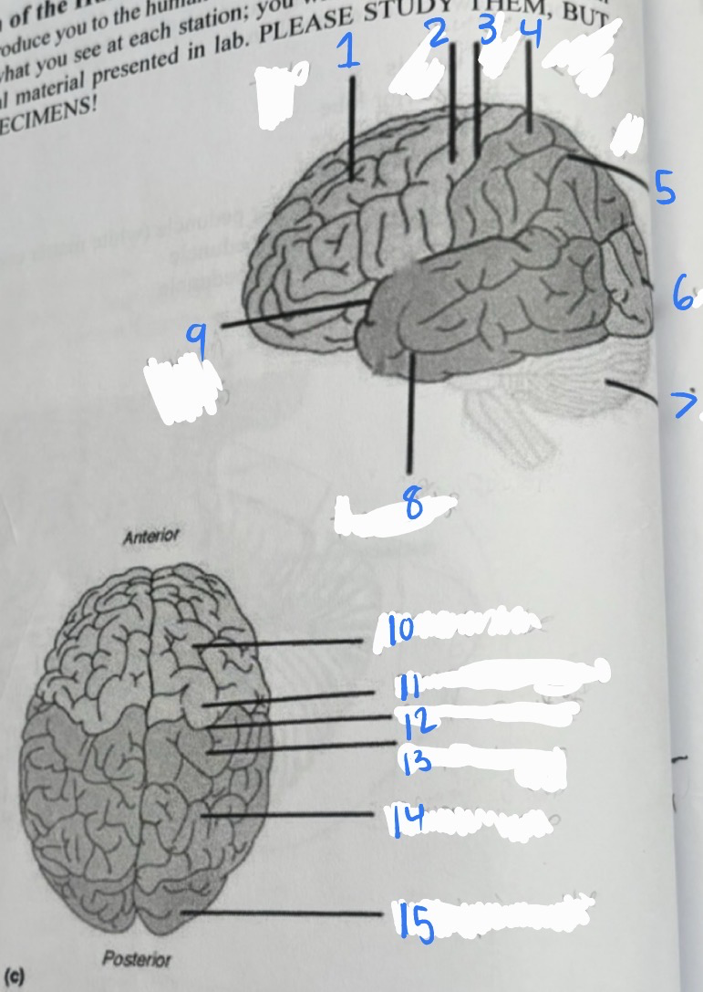 <p>10</p>