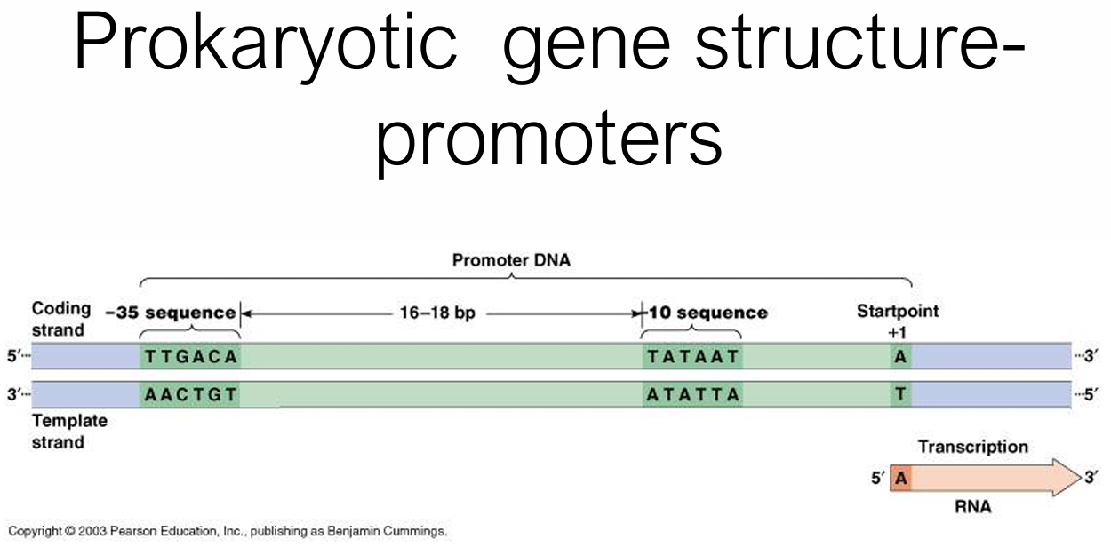 <ul><li><p><strong>−35 box</strong>: TTGACA (σ factor recognition)</p></li><li><p><strong>−10 box</strong>: TATAAT (<u>Pribnow box</u>, melting site = rich in weaker AT)</p></li><li><p>16–18 bp spacer between them</p></li><li><p>Transcription starts at <strong>+1</strong></p></li></ul><p></p>