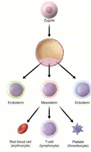 <p>Stem cell differentiating into any of the three germ layers </p>