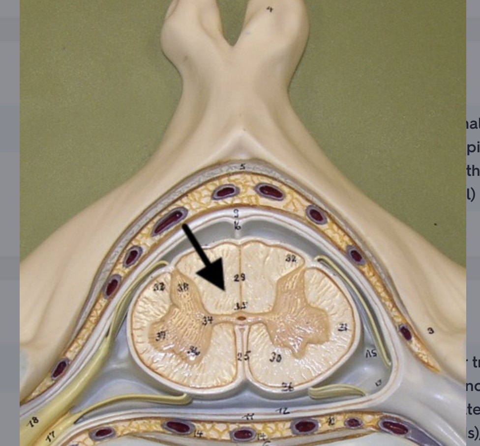 <p>location of fasciculus gracilis (gracile fasciculus) & fasciculus cuneatus (cuneate fasciculus) for transmitting proprioception (conscious awareness), fine touch, pressure and vibration</p>