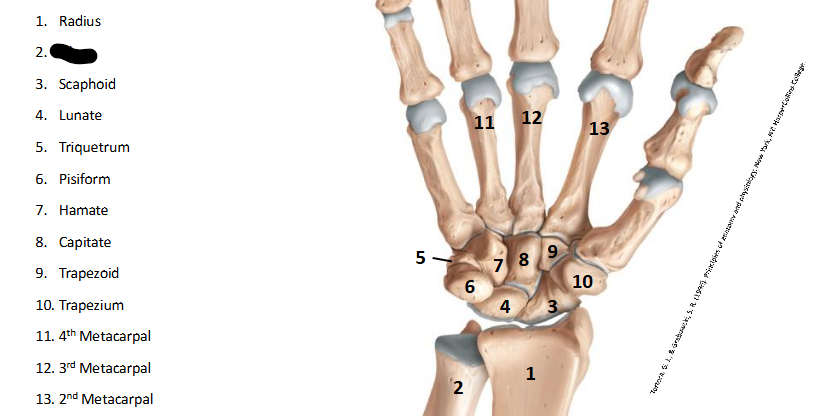<p>What are the landmarks within <strong>Wrist/Hand?</strong></p>