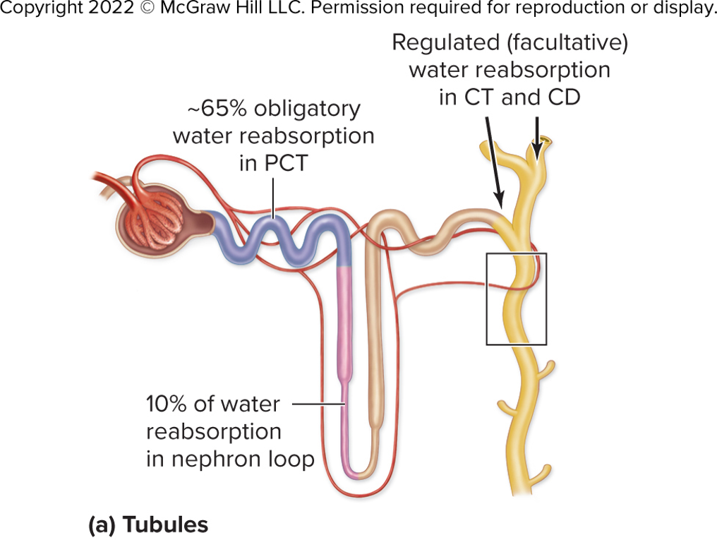 <ul><li><p>Reabsorbed by paracellular transport between cells</p><ul><li><p>Transcellular transport through water transporter proteins, aquaporins</p></li></ul></li><li><p>180L filtered daily; all but 1.5L reabsorbed</p></li><li><p>Tubule permeability varies along its length</p></li><li><p>65% reabsorbed in PCT</p><ul><li><p>Aquaporins constant number</p></li><li><p>Water follow Na<sup>+</sup> by osmosis, <strong>obligatory water reabsorption</strong></p></li></ul></li></ul><p></p>