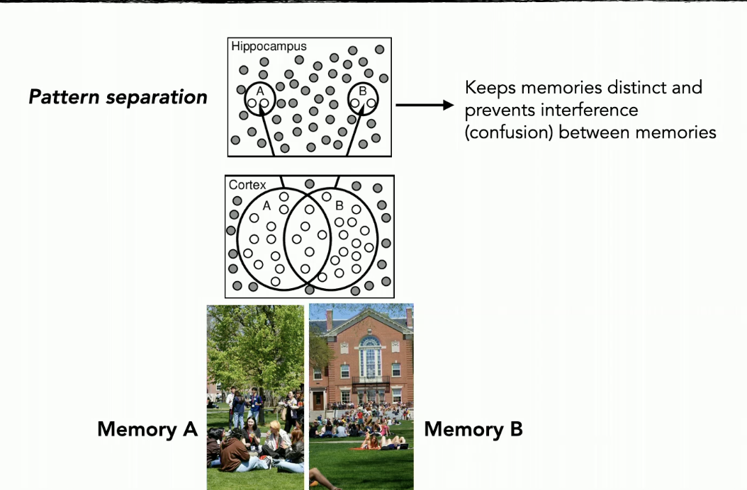 <ul><li><p>two similar memories activate the same/similar neurons in the visual cortex because they have lots of similar features</p></li></ul><p><strong>pattern separation</strong>: </p><ul><li><p>but the hippocampus has a very separate way of coding things → even though the memories are very visually similar they are going to activate different neurons in the hippocampus</p></li></ul><p></p>