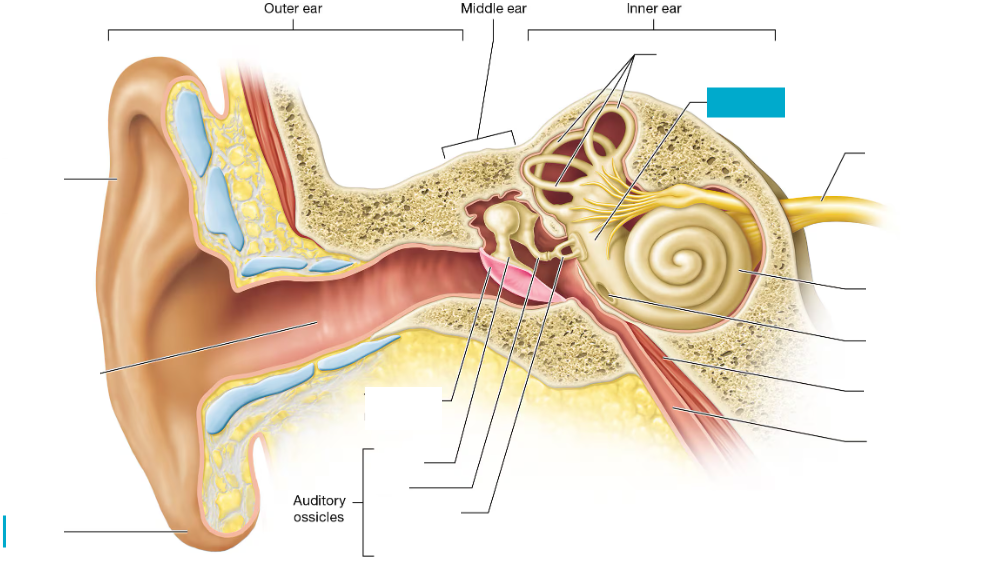 <p>Central part of the inner ear that helps detect head position and balance</p>