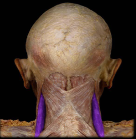 <p>scapular elevation</p>