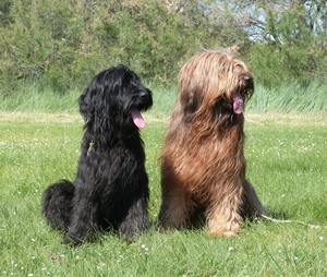 <p>Briard</p><p>-grand</p><p>-30-50kg</p>