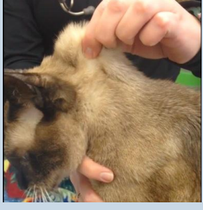 <p>Questions:</p><p>• Isotonic, hypotonic or hypertonic?</p><p><span style="color: purple;">Isotonic – need to replace lost fluid and solutes without</span></p><p><span style="color: purple;">overloading ICF with fluid (hypotonic) or drawing fluid from</span></p><p><span style="color: purple;">ICF (hypertonic).</span></p><p>• When might you give each type?</p><p><span style="color: purple;">Hypotonic not very useful clinically as rarely have fluid loss</span></p><p><span style="color: purple;">without electrolyte loss as well. Hypertonic can function like</span></p><p><span style="color: purple;">colloid but only short-term as fluid will be lost from ICF as a</span></p><p><span style="color: purple;">result. Animal can replace ICF with long-term drinking so</span></p><p><span style="color: purple;">sometimes used in large animals</span></p><p></p><p>What routes could you give fluids?</p><p><span style="color: purple;">Orally, subcutaneous and IV.</span></p><p>• How much fluid?</p><p><span style="color: purple;">Calculate fluid deficit, calculate maintenance requirements</span></p><p><span style="color: purple;">and add together. Determine safe rate to administer (this will</span></p><p><span style="color: purple;">be covered in later years).</span></p><p><span style="color: purple;">Like with like.</span></p><p><span style="color: purple;">Volume with volume.</span></p><p><span style="color: purple;">Rate with rate</span></p>