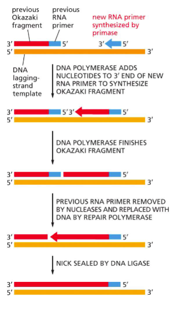 <p><span>Short DNA fragments synthesized on the lagging strand</span></p>