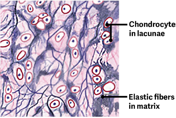 <p>Contains elastic fibers, as well as collagen and Proteoglycans. </p><ul><li><p>This tissue gives rigid support, as well as elasticity. </p></li></ul><p><span style="color: red;">Ex.</span> Ear - When tugging at the ear the lobe returns to it’s initial shape because the external ear contains elastic cartilage. </p>