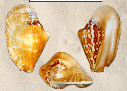 <p>no local name</p>